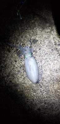 半夜 釣行 ゆうまづめ。