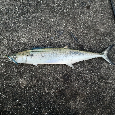 サゴシ~サワラ多くなってきました