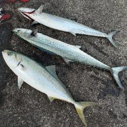 サゴシ～サワラたま～にメジロ