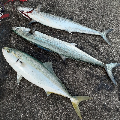 サゴシ～サワラたま～にメジロ