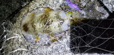 数釣り～　エギング