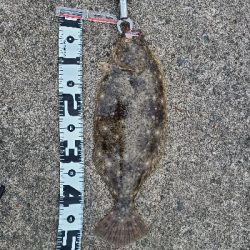 良型サイズがぞくぞくと