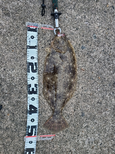 良型サイズがぞくぞくと