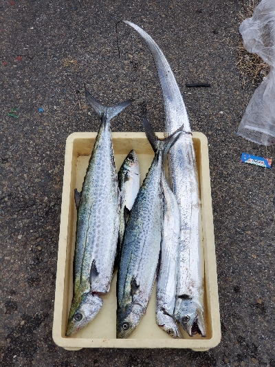 ショアジギング終盤の牙一族。