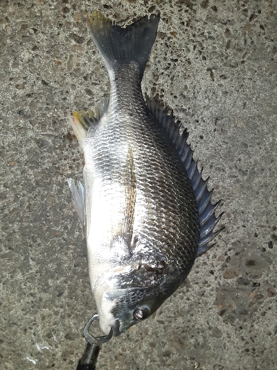 湾奥タチウオ調査