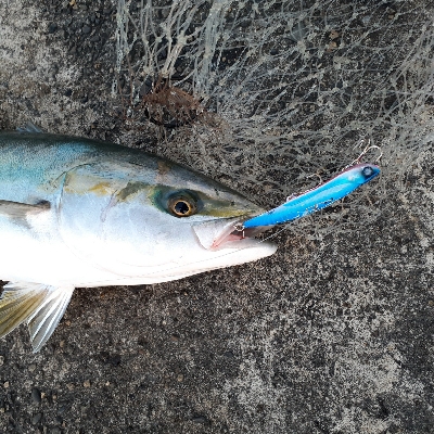 ハマチ~メジロたま~にサゴシ