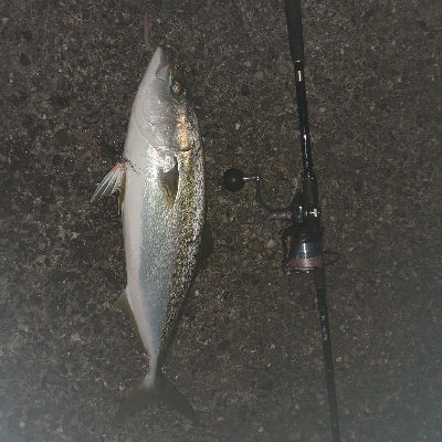 粘ってサゴシとメジロ