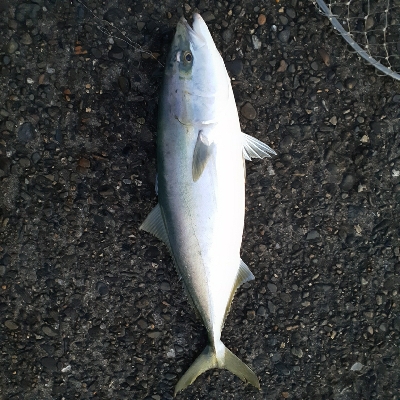 ハマチ～メジロ祭になってます！