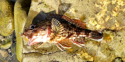 初アオリイカゲット