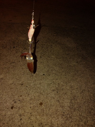 シーズン初ヒイカ