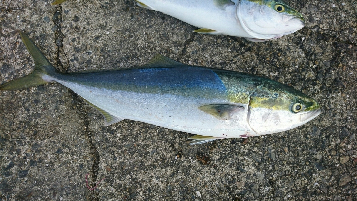 朝マズメ ハマチ好調 継続中！