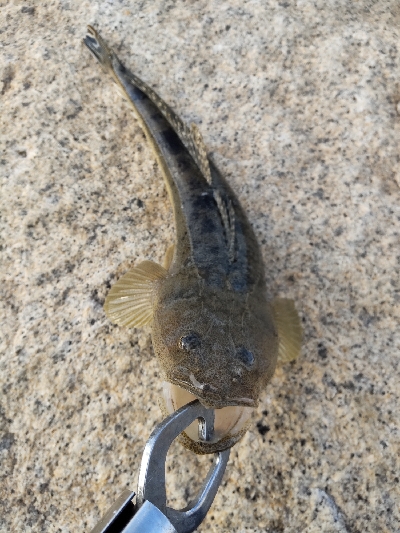 サーベリング？