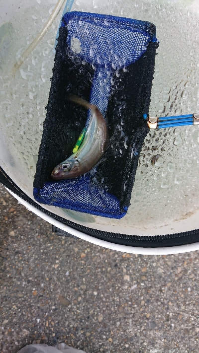 80cmで3.8kg 痩せすぎです・・・