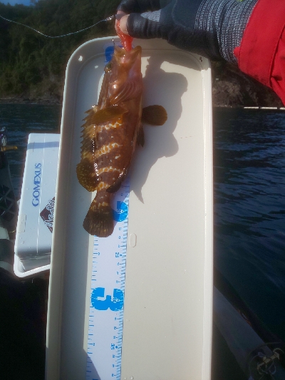 アオリイカ終盤戦