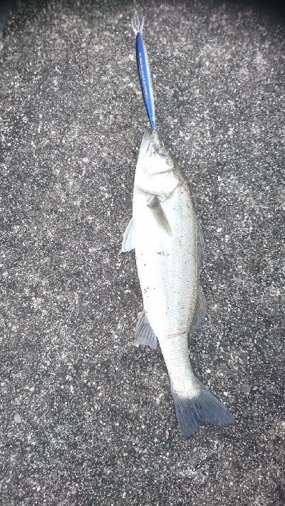 シーバスボイル