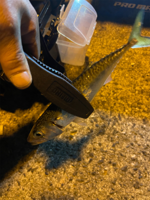 アジングのはずがぁ・・・