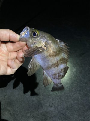 明石でメバリング