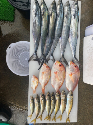 ライトショアジギング