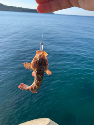 イカの引きは本間に最高‼︎