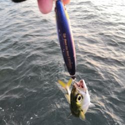 ポッパーで鯖祭り