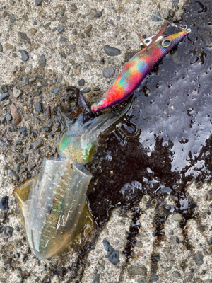 アオリイカ、キャッチアンドリリース