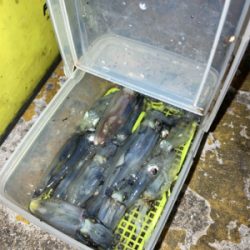 ヒイカ釣り4(^｡^)