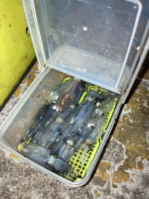 ヒイカ釣り4(^｡^)