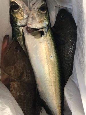 沖堤防にて久々アコウ