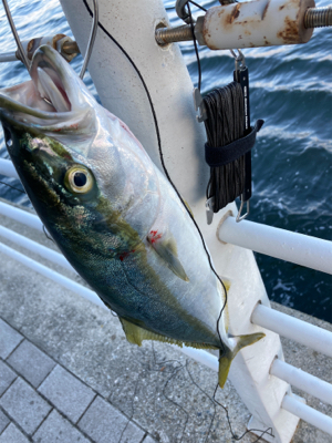 高速ジャーク。ハマチ50cm。。。