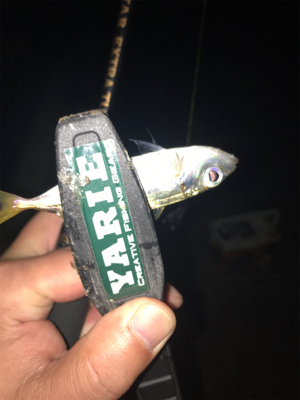 アジをもとめて