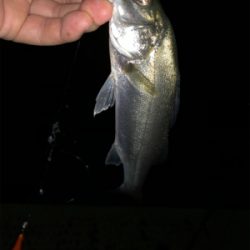 サーフアンド漁港　第二弾