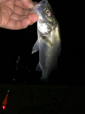 サーフアンド漁港　第二弾