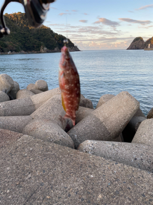 久々のアジング