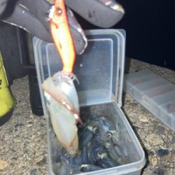 ヒイカ調査5(^.^)