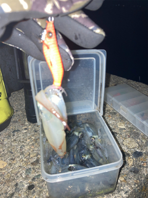 ヒイカ調査5(^.^)