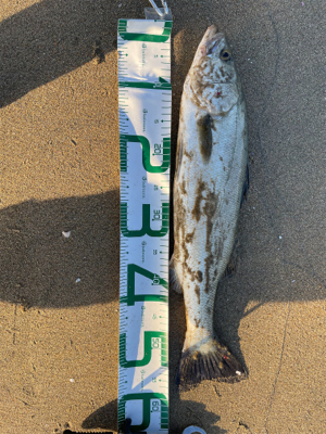 回遊シーバスを狙って