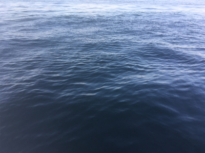 青物、タチウオはどこへ?