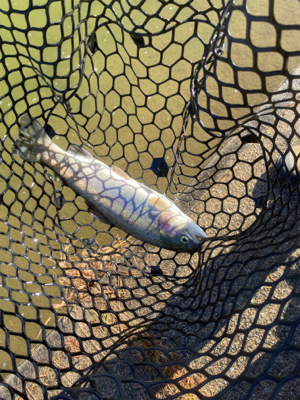 トラウトリベンジ達成