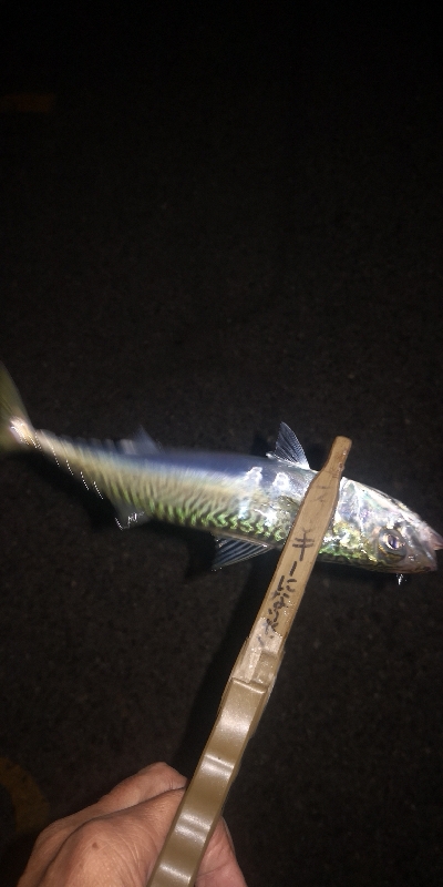 アジング練習328　スプリットシンカー