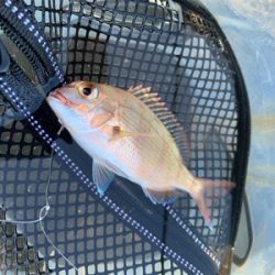 魚っていつもどうでもいい話してるときに釣れるよね。