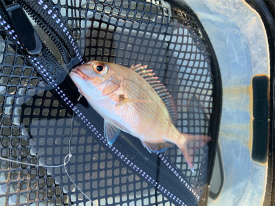 魚っていつもどうでもいい話してるときに釣れるよね。