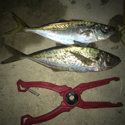 深夜のサビキ釣り