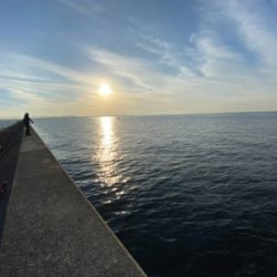 渋い中にもメジロゲット。夕からサバ祭り