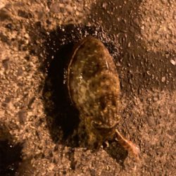 まったり五目釣り