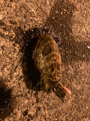 まったり五目釣り