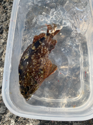 ぽってりはまちくん