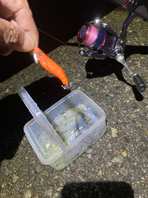 雨でもヒイカ釣りσ(^_^;)