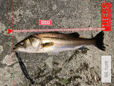 コモモSF125がいい仕事！