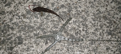 虫ヘッドで探り釣り