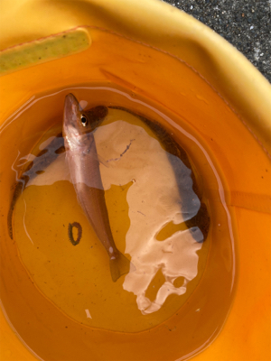 カレイ、カワハギ釣り